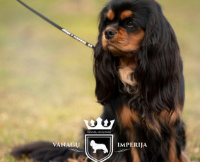 Logotipų kūrimas - Grafinis dizainas - Maketavimas / Ganna Pakhomova / Darbų pavyzdys ID 2738455