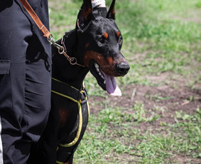 Dresūra Vilniuje, Konsultacijos, Kinologas, Šunų Mokyklėlė - Šunų priežiūros ir dresūros konsultacija - 1 Šunų priežiūros ir dresūros konsultacija - Dresūra Vilniuje, Konsultacijos, Kinologas, Šunų Mokyklėlė - 1