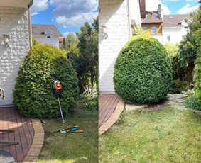 Medžių pjovimas-genėjimas/gyvatvorių karpymas / MB Medžio Kvapas / Darbų pavyzdys ID 2749227