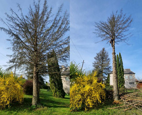 Medžių pjovimas-genėjimas - Avarinių medžių pjovimas - 3 Avarinių medžių pjovimas - Medžių pjovimas-genėjimas - 3