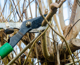 Vejos priežiūra, įrengimas - Žolės pjovimas Apleistų sklypų priežiūra atliekų išvežimas - 3