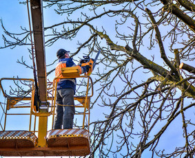 Vejos priežiūra, įrengimas - Žolės pjovimas Apleistų sklypų priežiūra atliekų išvežimas - 2