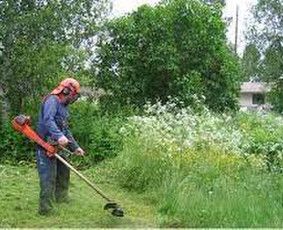 Vejos priežiūra, įrengimas - Žolės pjovimas Apleistų sklypų priežiūra atliekų išvežimas - 1