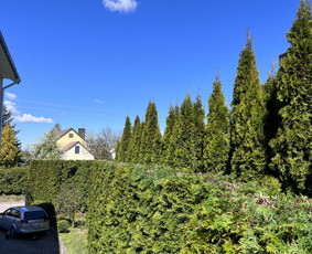 Medžių pjovimas-genėjimas/gyvatvorių karpymas / MB Medžio Kvapas / Darbų pavyzdys ID 2768269