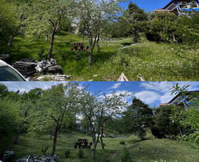 Medžių pjovimas-genėjimas / MB Medžio Kvapas / Darbų pavyzdys ID 2768279