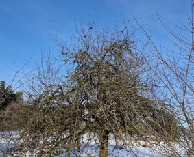 Kaminų,latakų valymas įdėklų mon. Medžių pjovimas-genėjimas. / Vilnius-Kaunas / Darbų pavyzdys ID 2778293