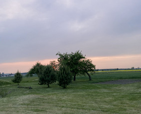 Žolės pjovimas / Aplinkos priežiūros darbai / Daimonas Ambrazas / Darbų pavyzdys ID 2778363