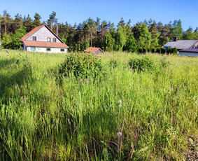 Krūmų/žolės pjovimas, miško sodinimas, Jaunuolynų ugdymas, / MB Siberija / Darbų pavyzdys ID 2796569