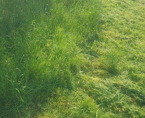 Kokybiškas Žolės Pjovimas: Kaunas – Marijampolė / Vitalijus Be / Darbų pavyzdys ID 2812419