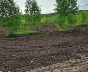 Vejos skarifikavimas, aeravimas, tręšimas, kiti kiemo darbai / Tavo kiemas - mano rūpestis / Darbų pavyzdys ID 2813197