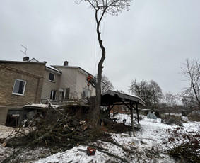 Pavojingu medžiu pjovimas, sklypų valymas, šakų išvežimas / Vytautas Tveraga / Darbų pavyzdys ID 2814489