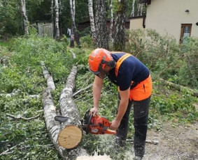 Pavojingu medžiu pjovimas, sklypų valymas, šakų išvežimas / Vytautas Tveraga / Darbų pavyzdys ID 2814493