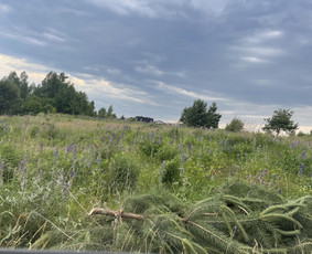 Vejos pjovimo paslaugos / Vejos pjovimo paslaugos / Darbų pavyzdys ID 2814635