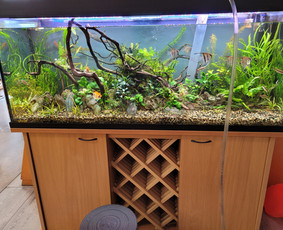 Akvariumu įrengimas,valymas,priežiura,konsultacijo - Akvariumų specialistai - 4 Akvariumų specialistai - Akvariumu įrengimas,valymas,priežiura,konsultacijo - 4