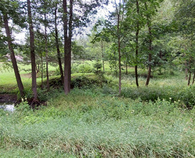Žolės Pjovimas / Aplinkos Priežiūra / Mantas Ruginis / Darbų pavyzdys ID 2827309