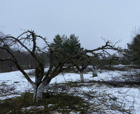 Vaismedžių ir gyvatvorių genėjimas - Medžių genėjimas, pjovimas - 2 Medžių genėjimas, pjovimas - Vaismedžių ir gyvatvorių genėjimas - 2