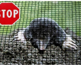 Statybos, apdaila - Apželdinimas, Projektai. laistymo sistemos, , ir t.t - 1