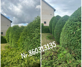Vejos pjovimas-aplinkos priežiūra, tvarkymas. / Zigmas / Darbų pavyzdys ID 2852597