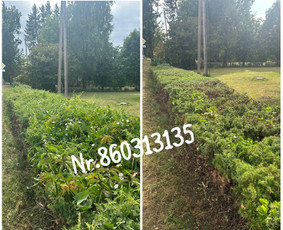 Vejos pjovimas-aplinkos priežiūra, tvarkymas. / Zigmas / Darbų pavyzdys ID 2852599
