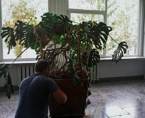 Augalų priežiūra - namuose, ofisuose, įstaigose. / Fikusas.lt / Darbų pavyzdys ID 2853161