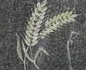 Piešinių kalimas