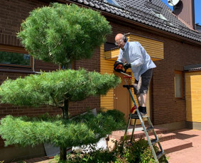 Genėjimas, apželdinimas ir kiti aplinkotvarkos darbai / Dainius Kubilius / Darbų pavyzdys ID 2865243