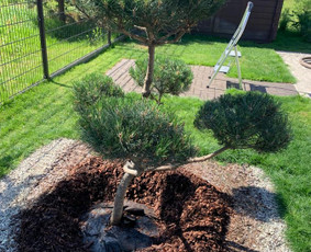 Genėjimas, apželdinimas ir kiti aplinkotvarkos darbai / Dainius Kubilius / Darbų pavyzdys ID 2865249