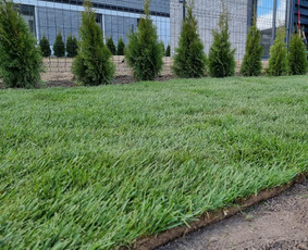 Ruloninė veja Easygreen - Vejos priežiūra, įrengimas - 1 Vejos priežiūra, įrengimas - Ruloninė veja Easygreen - 1