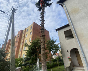Avariniu medžių pjovimas, vaismedžių genejimas. / Aplinkos tvarkymas / Darbų pavyzdys ID 2874481