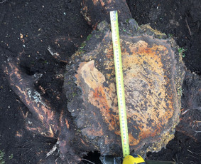 Kelmų naikinimas frezavimas - Kelmų naikinimas, frezavimas - 3 Kelmų naikinimas, frezavimas - Kelmų naikinimas frezavimas - 3