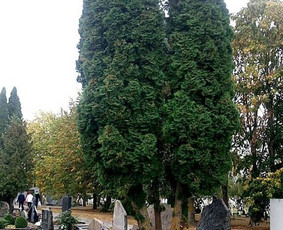 Tujų nupjovimas kapinėse su išvežimu.