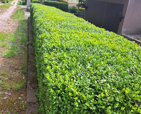 Aplinka, sodas - Genėjimo Darbai - 2