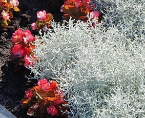 Prižiūriu kapus laistau, sodinu gėles, raviu ir t. - Paminklo, tvorelių atnaujinimas - 1 Paminklo, tvorelių atnaujinimas - Prižiūriu kapus laistau, sodinu gėles, raviu ir t. - 1