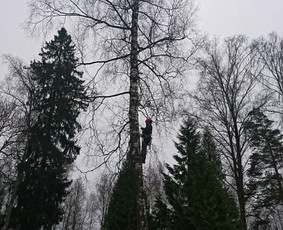 Beržo kirtimas kapinėse nuleidžiant šakas bei kamieną.