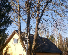 Kaštono kirtimas šalia gyvenamojo pastato ir elektros laidų.