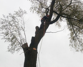 Dviejų kamienų gluosnio kirtimas, kamienas 85 cm skersmens.