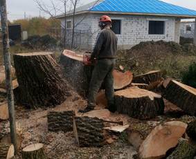 Dviejų kamienų gluosnio kirtimas, kamienas 85 cm skersmens. Visas medis supjautas kaladėmis ir paliktas užsakovui.