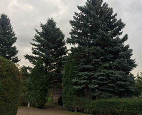 Dviejų eglių kirtimas šalia sodo namelio ir kelio.