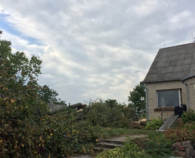 Dviejų liepų ( 4 ir 3 kamienų) kirtimas šalia gyvenamojo namo. Medžiai nupjauti ir palikti pagal užsakovo pageidavimą.