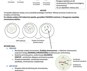 Biologijos korepetitorė Kaune - Biologijos korepetitoriai - 1 Biologijos korepetitoriai - Biologijos korepetitorė Kaune - 1