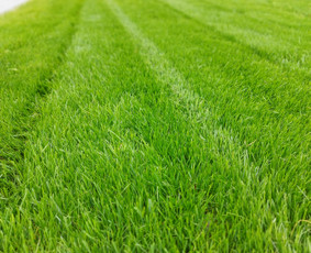 Žolės pjovimas - Vejos įrengimas,sėjimas,atnaujinimas,priežiūra! - 2