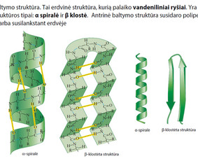 Biologijos Korepetitorius - Siekiantiems 100 balų! - Pasiruošimas biologijos egzaminams - 1 Pasiruošimas biologijos egzaminams - Biologijos Korepetitorius - Siekiantiems 100 balų! - 1