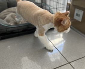 Kačių kirpimas - Naminių gyvūnų kirpimas - 1