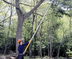 Naikiname, frezuojame, kelmus. Mulčiuojame peraugusią žolę - Avarinių medžių pjovimas - 4 Avarinių medžių pjovimas - Naikiname, frezuojame, kelmus. Mulčiuojame peraugusią žolę - 4