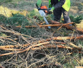 Naikiname, frezuojame, kelmus. Mulčiuojame peraugusią žolę - Avarinių medžių pjovimas - 2 Avarinių medžių pjovimas - Naikiname, frezuojame, kelmus. Mulčiuojame peraugusią žolę - 2