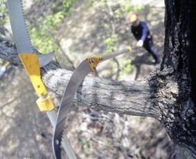 Naikiname, frezuojame, kelmus. Mulčiuojame peraugusią žolę - Šakų išvežimas - 3 Šakų išvežimas - Naikiname, frezuojame, kelmus. Mulčiuojame peraugusią žolę - 3