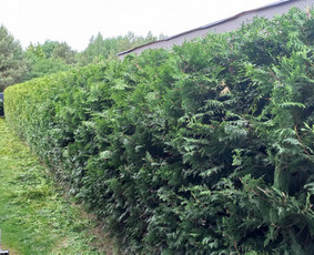 Aplinkos apželdinimas, tvarkymas, gerbūvio darbai. / Žaliasis spektras / Darbų pavyzdys ID 2935631