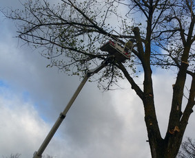 Medžių Pjovimas. Šakų Išvežimas, Kelmų Frezavimas. / UAB Danesa ir partneriai / Darbų pavyzdys ID 2940951