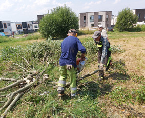 Medžių Pjovimas. Šakų Išvežimas, Kelmų Frezavimas. / UAB Danesa ir partneriai / Darbų pavyzdys ID 2940971