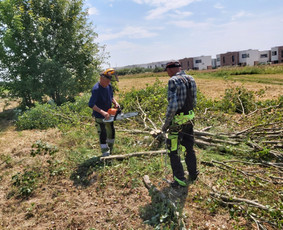Medžių Pjovimas. Šakų Išvežimas, Kelmų Frezavimas. / UAB Danesa ir partneriai / Darbų pavyzdys ID 2940977
